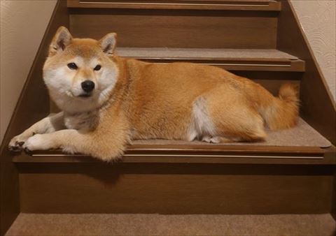 階段でリラックス