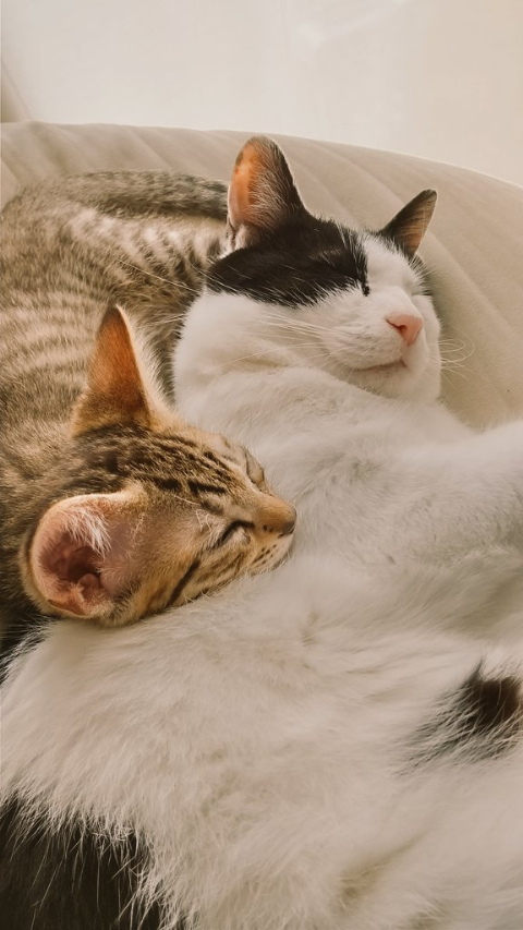 寄り添って寝てる先住猫と後輩猫