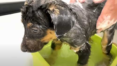 お風呂で固まる犬