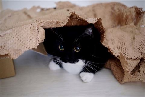 布のようなものに隠れてる猫