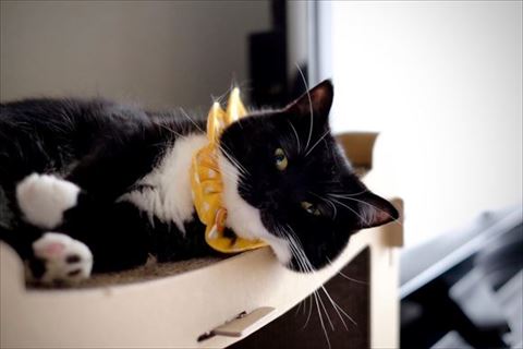 黄色い首輪の猫
