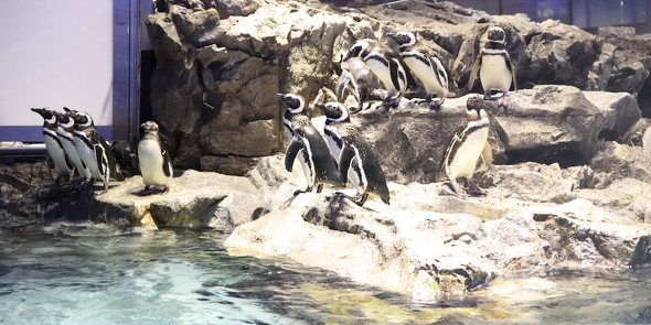 岩場にいるペンギンたち