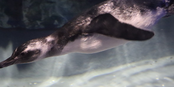 泳ぐ赤ちゃんペンギン