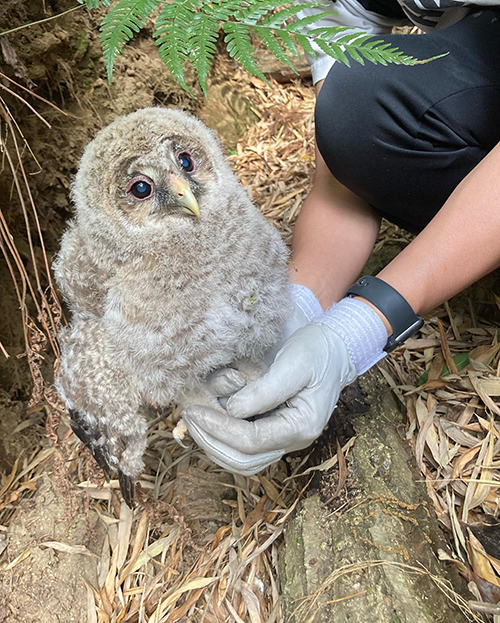 カラスに襲われたフクロウを保護 リハビリ施設へ送り出すまでの日間 保護主の深い愛情と切ない別れに感動 ねとらぼ