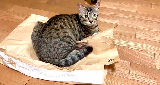 猫と紙袋