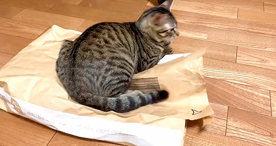 動く紙袋と猫