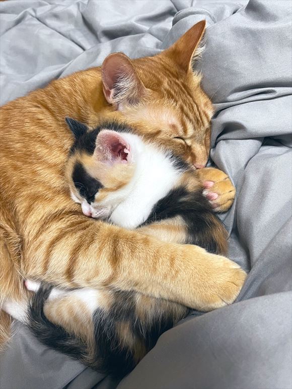 お兄ちゃん猫が、子猫をぎゅっと抱きしめてすやすや 2匹とも幸せそうな寝顔に「幸せ涙が溢れてくる」の声 - ねとらぼ