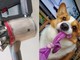 「これが犬を飼っている家の現実です」　掃除機メーカーに伝えたくなるリアルな写真→犬飼いさんから共感集まる