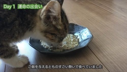必死に食べる子猫