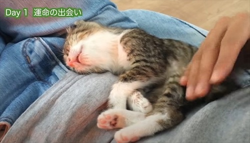 熟睡する子猫