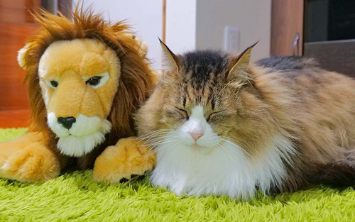 ライオンのぬいぐるみと猫
