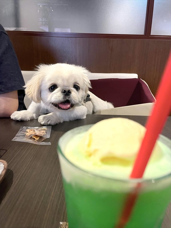 犬用おやつより 人間のクリームソーダに わああ キラッキラのまなざしを向ける姿が あるある と話題に ねとらぼ