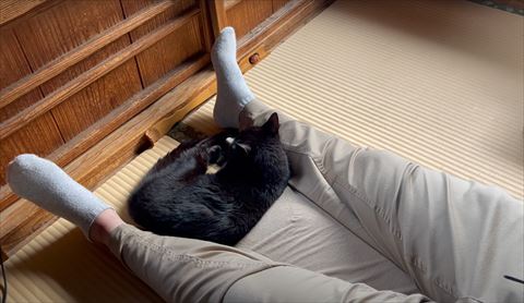 パパさんの足元で寝てる黒猫