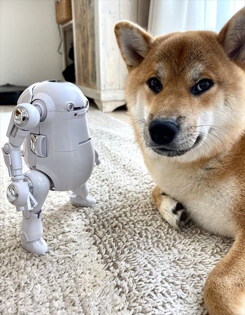 ロボットと柴犬