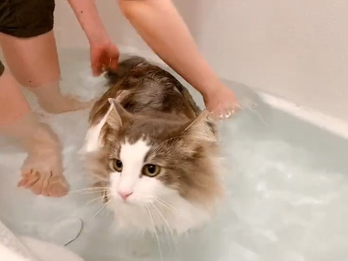しっぽを洗う猫