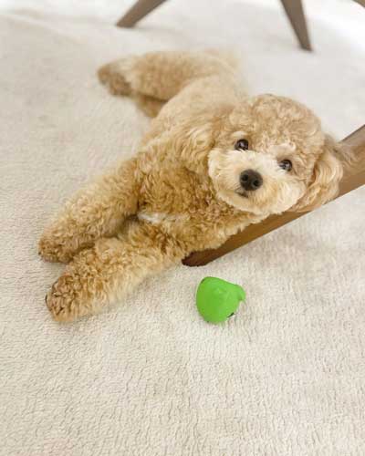 おもちゃで遊ぶ犬