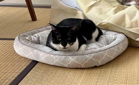 Nクールのベッドと黒白猫