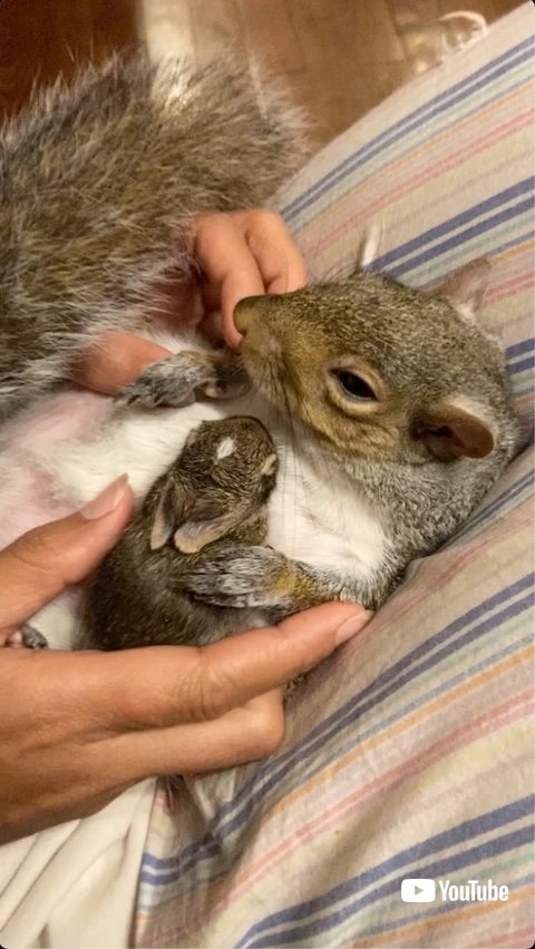 おなかに乗るウサギの赤ちゃんをぎゅうっとする元保護リス 毛づくろい