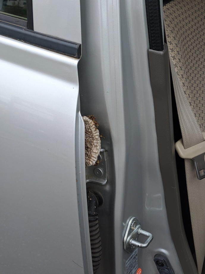こんなの怖すぎるだろ ドアを開けたら手のひらサイズの ハチの巣 育休で放置していたクルマに侵入される 1 2 ページ ねとらぼ