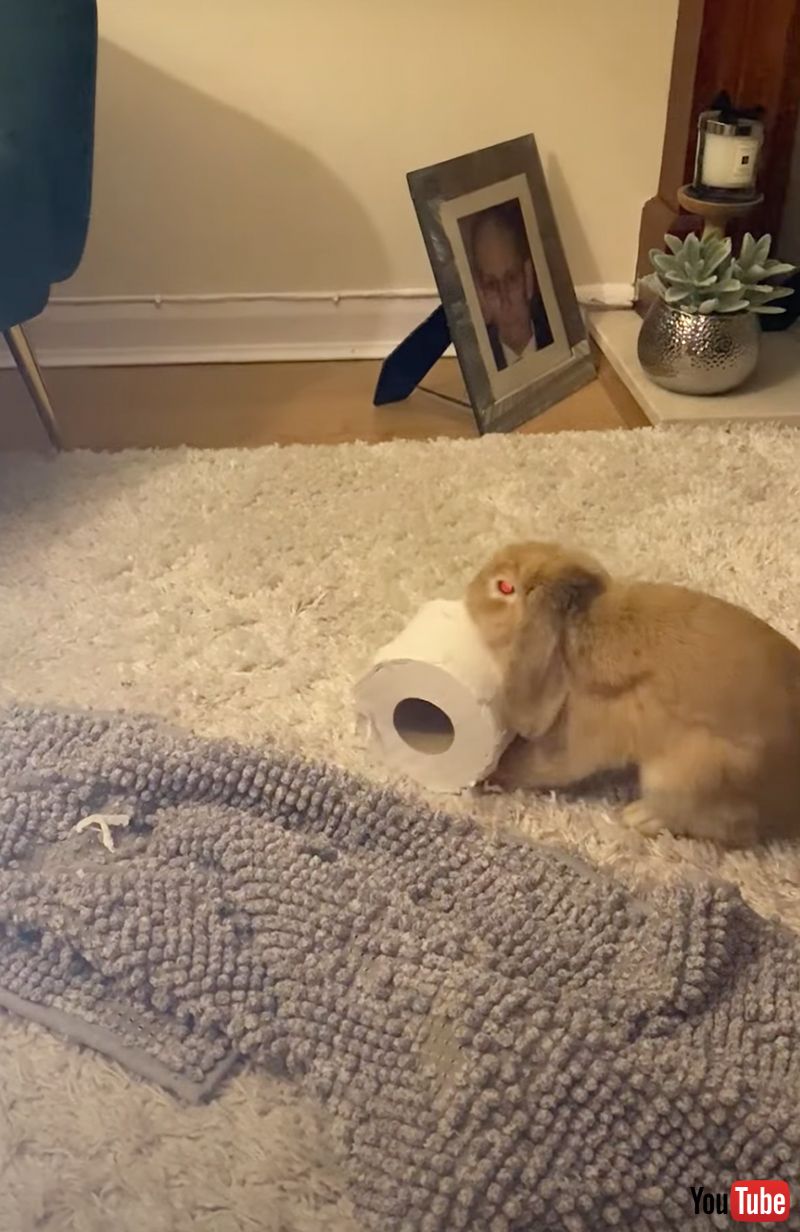 ウサギ こんなもんいら ん 飼い主からもらったトイレットペーパーに ドロップキックが華麗に決まる 1 2 ページ ねとらぼ ウサギ こんなもんいら ん 飼い主からもらったトイレットペーパーに ドロップキックが華麗に決まる 1 2 ページ ねとらぼ