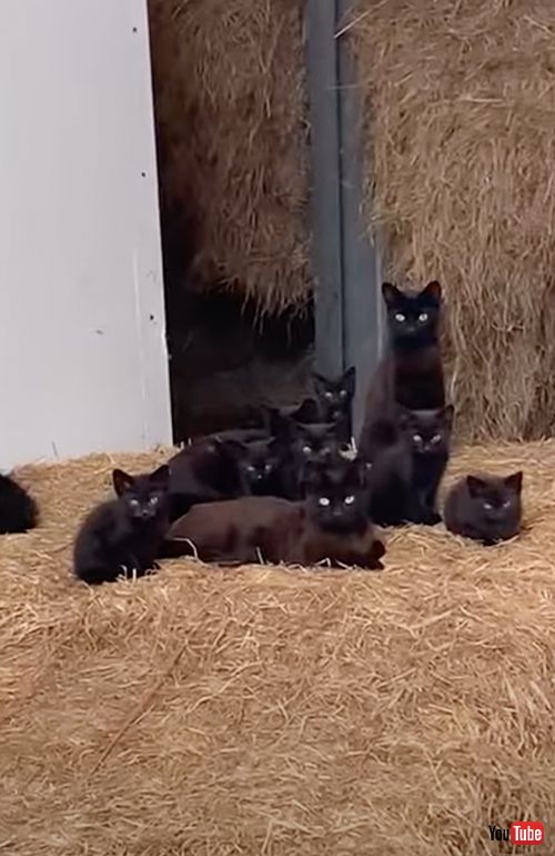 納屋に住み着いた黒猫大家族