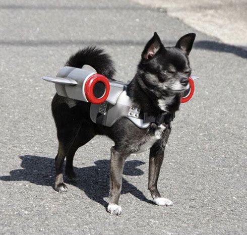 犬用ジェット装置・装着した犬