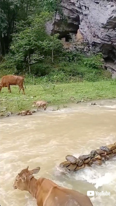 川を渡り切った子牛