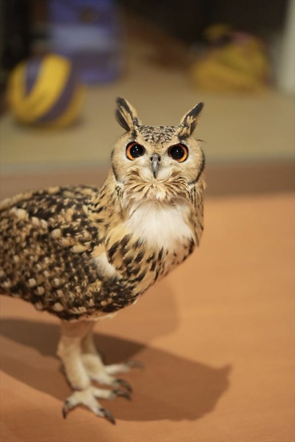 フクロウは液体だった!? ひなたぼっこ中のフクロウ、溶けるような姿に「スライム化してる」「元に戻れる？」の声 (l_ts