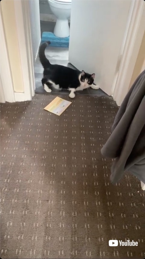 郵便物をおいてドヤ顔をする猫