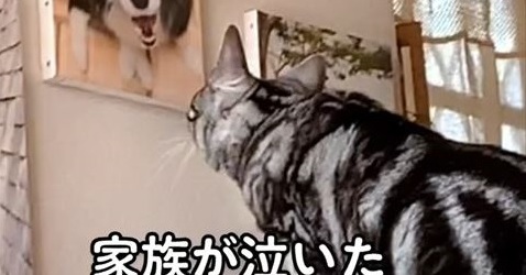 虹の橋を渡ったワンコの写真を飾ると 仲良しだった猫が 写真を見つめて寂しそうに鳴く姿に涙が出る ねとらぼ