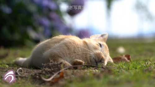 寝たウサギ