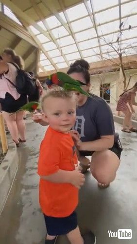 uBird Unexpected Sits on Toddler's Head and Attempts to Eat His Curly Hair at Zoo - 1341027v