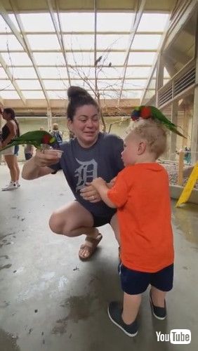 uBird Unexpected Sits on Toddler's Head and Attempts to Eat His Curly Hair at Zoo - 1341027v