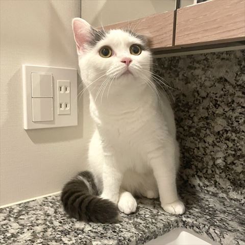 洗面所に座ってる猫