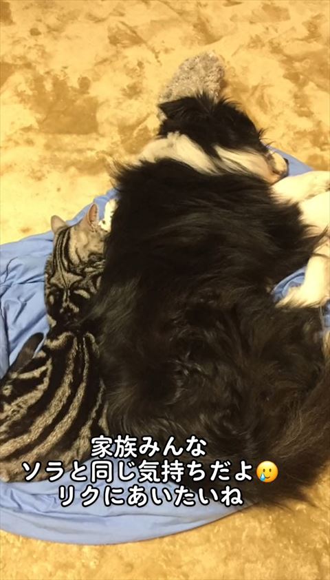 一緒に寝てる犬と猫