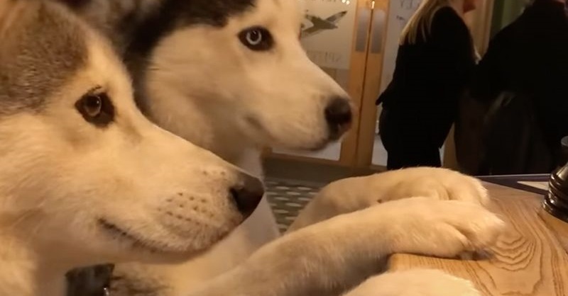 バーでワンコが いつものアレちょうだい おやつを注文する常連ハスキー スタッフとハイタッチする姿がかわいすぎる 英 1 2 ページ ねとらぼ