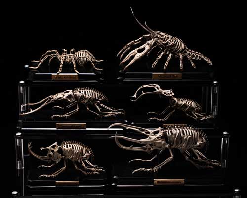 生物 内骨格化 架空 ミニチュア 標本 昆虫 節足動物 骨格 造形 模型