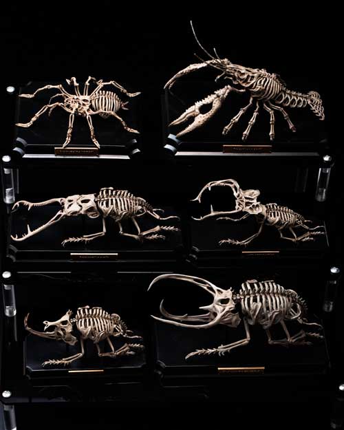 生物 内骨格化 架空 ミニチュア 標本 昆虫 節足動物 骨格 造形 模型