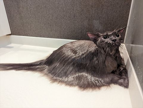 お風呂にはいった猫