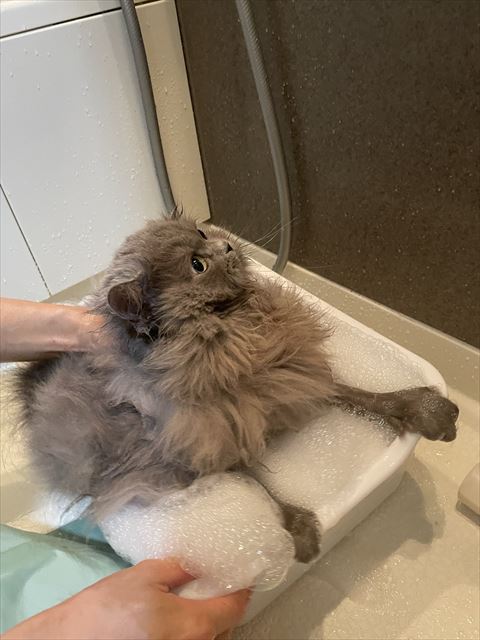 泡風呂に入ってる猫