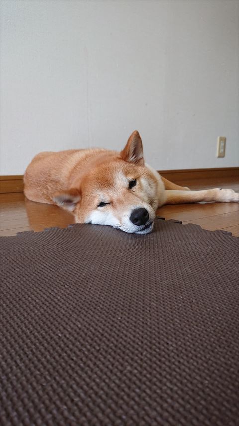 フローリングで寝てる柴犬