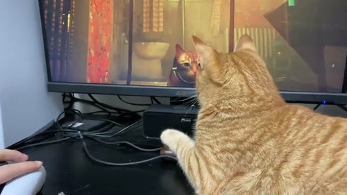 ゲーム画面にくぎ付けの猫