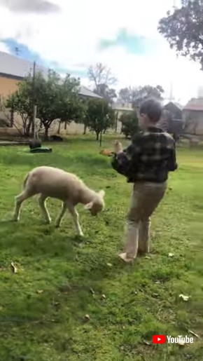 Boy and His Rescue Lamb Are Best Friends || ViralHog