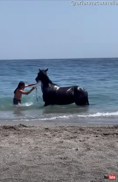 海水浴を楽しむ馬