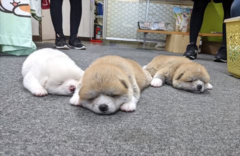 寝てる秋田犬3匹