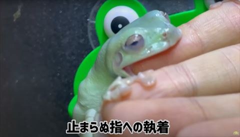 指かんでるカエルの横顔