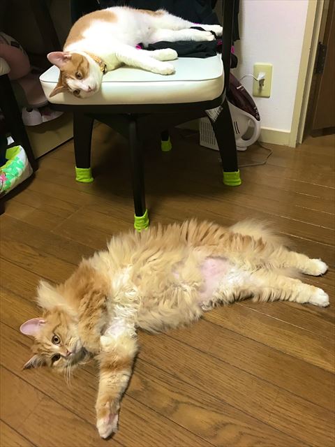 横になってる猫たち