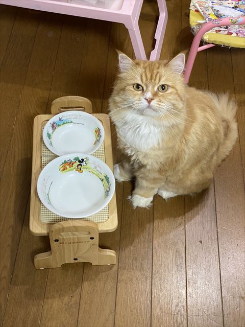 お皿の前にいる猫