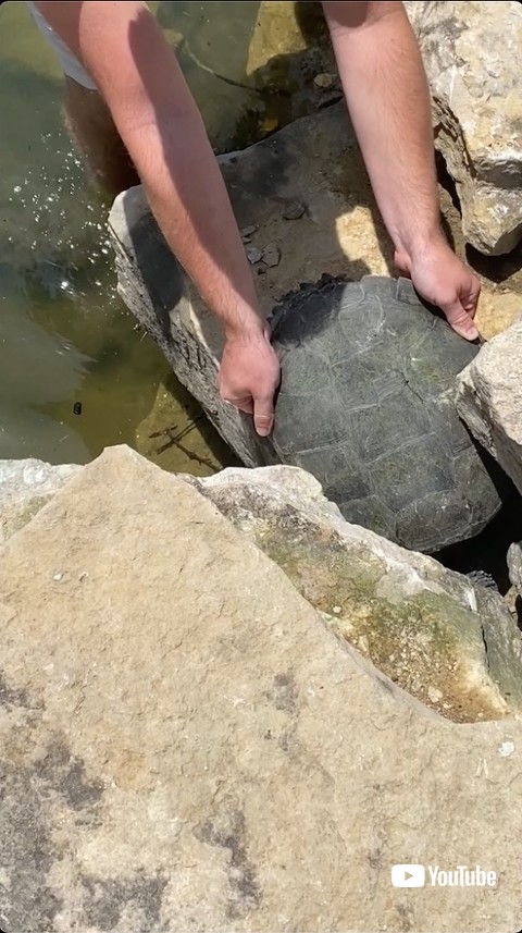岩場にハマった亀