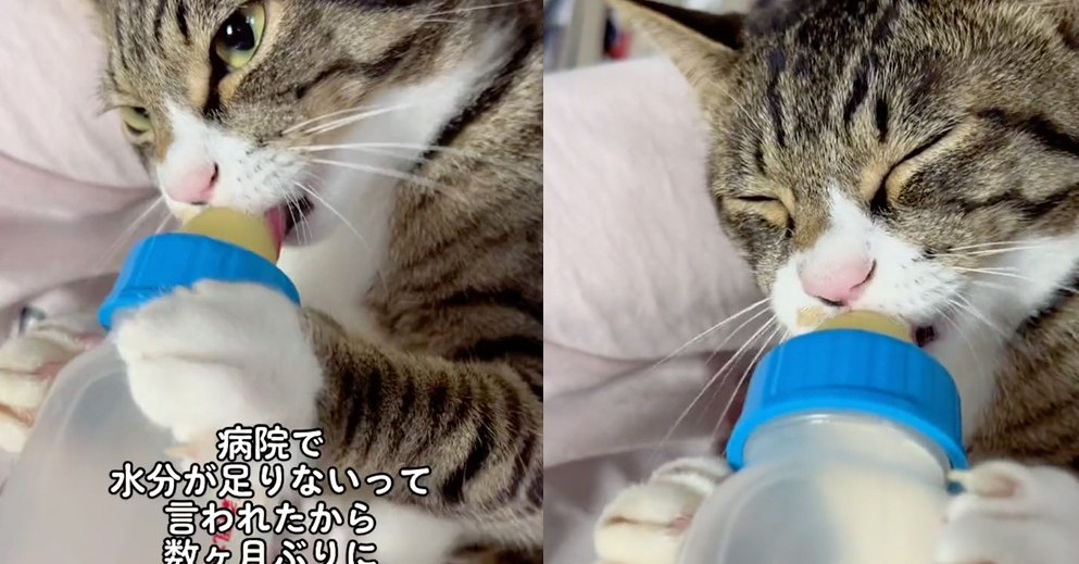 猫 哺乳 安い 瓶 大人